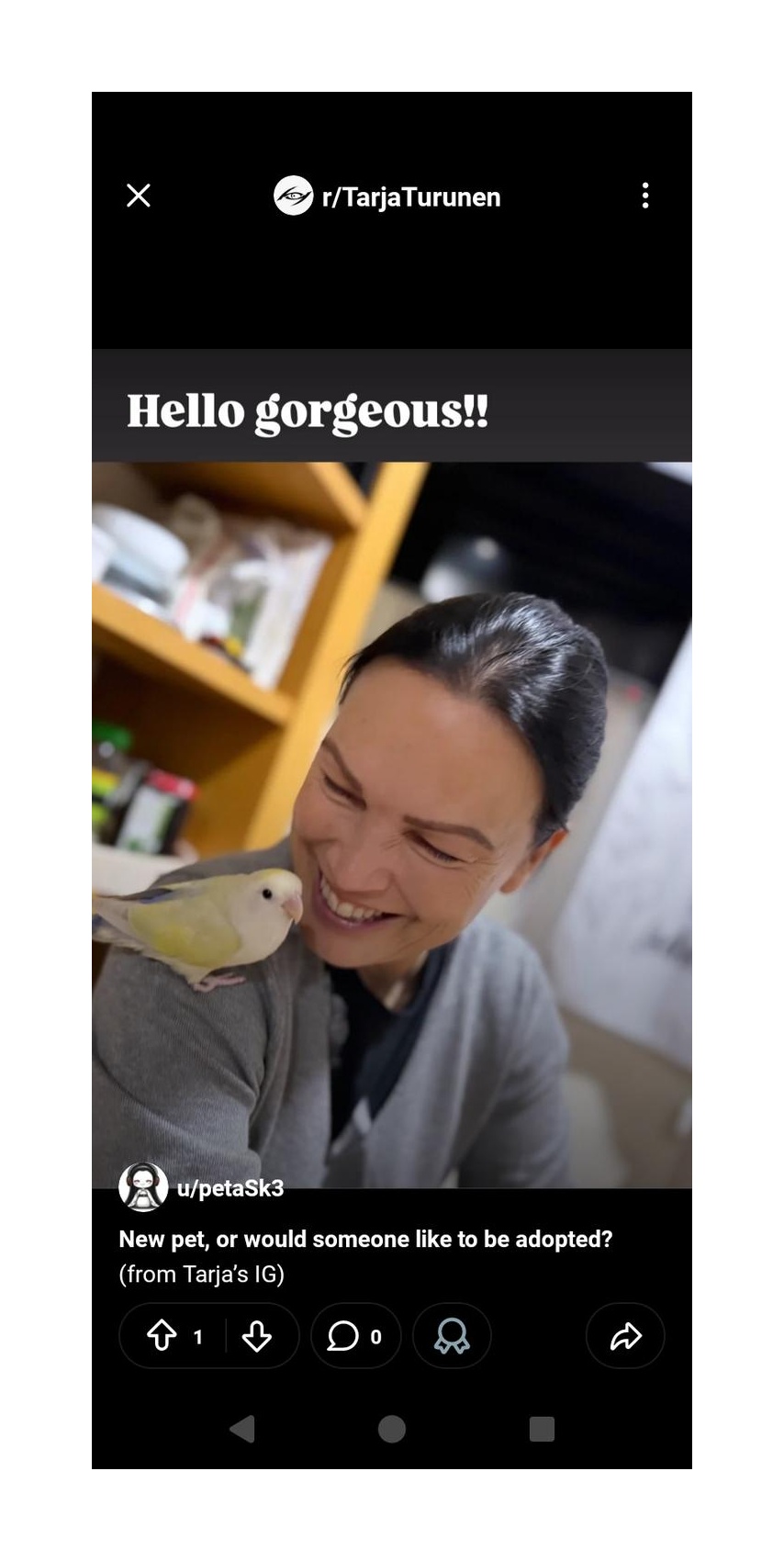 Peach-faced Lovebird